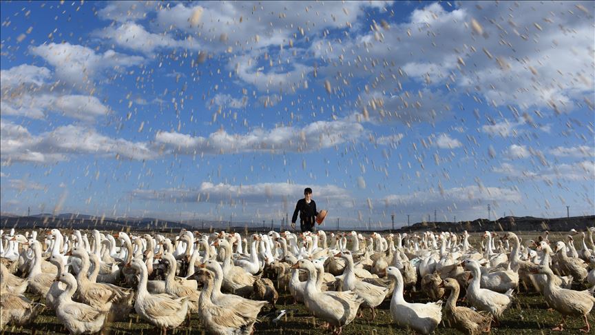 Un élevage d'oie établi dans l'Est de la Turquie est dépassé par les commandes