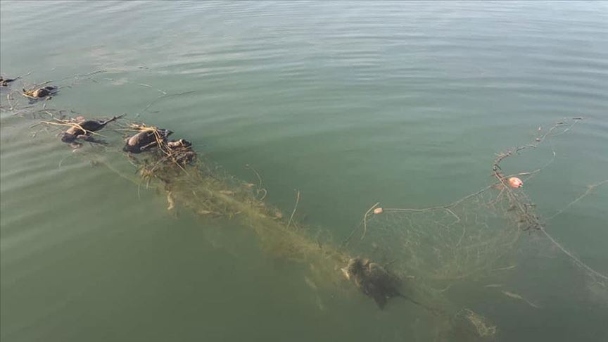Sapanca Gölü'nde 'hayalet ağ' nedeniyle ördek ve balıkların telef olmasına inceleme 