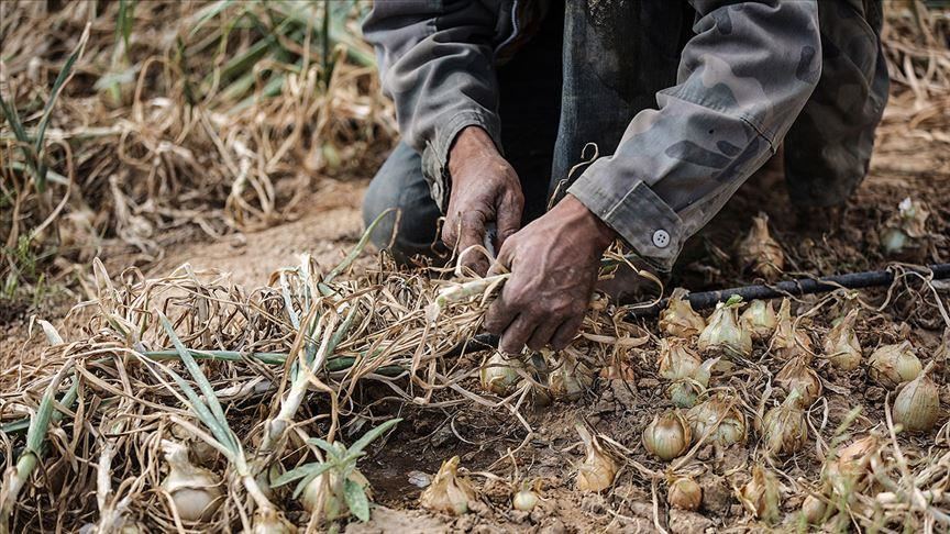 Israel floods Gaza farmland, causing $500,000 in damage