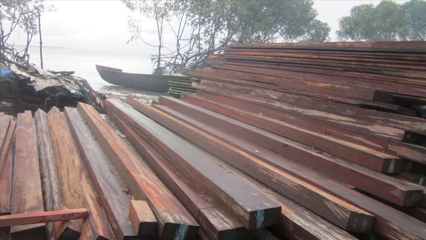 Cameroon's mangroves could vanish without action