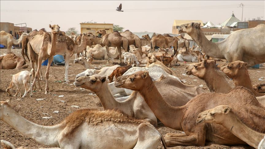 Se sacrifican 5.000 camellos en Australia por la sequía 