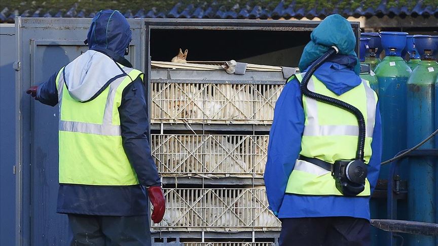 Polonya'da kuş gribi nedeniyle 100 binden fazla kümes hayvanı itlaf edildi