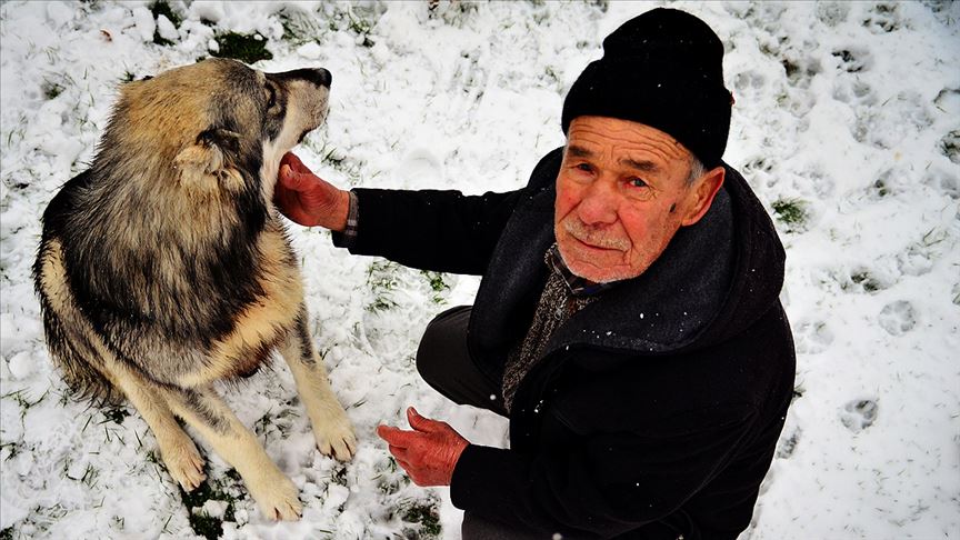 Sahipsiz köpeklere şefkatle bakıyor