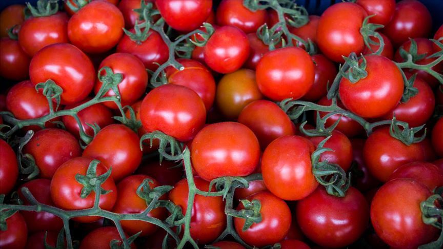 Batı Akdeniz'in ihracat şampiyonu 'domates' oldu
