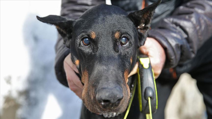 Bakan Pakdemirli'nin sahip çıktığı köpek Bobo katarakt ameliyatı oldu