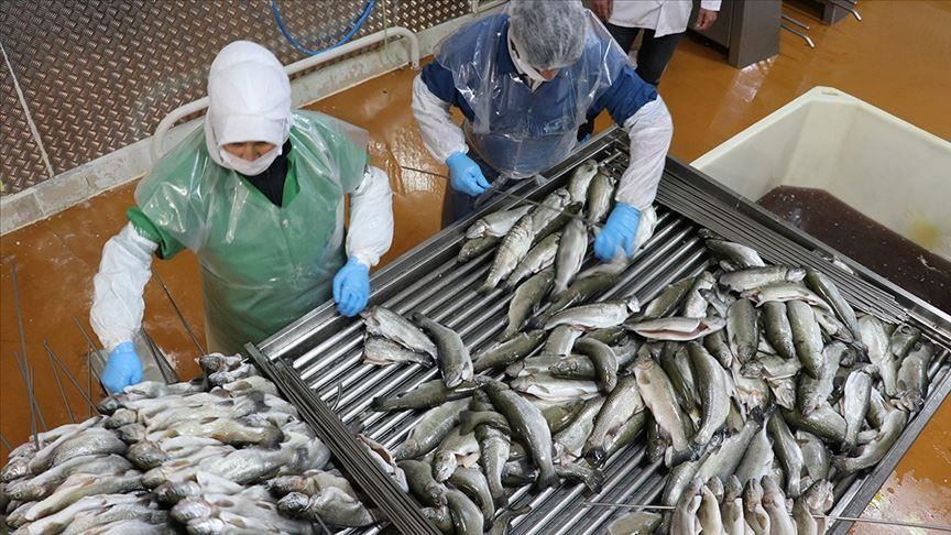 Les exportations turques de produits de la mer rapportent un milliard de dollars en 2019