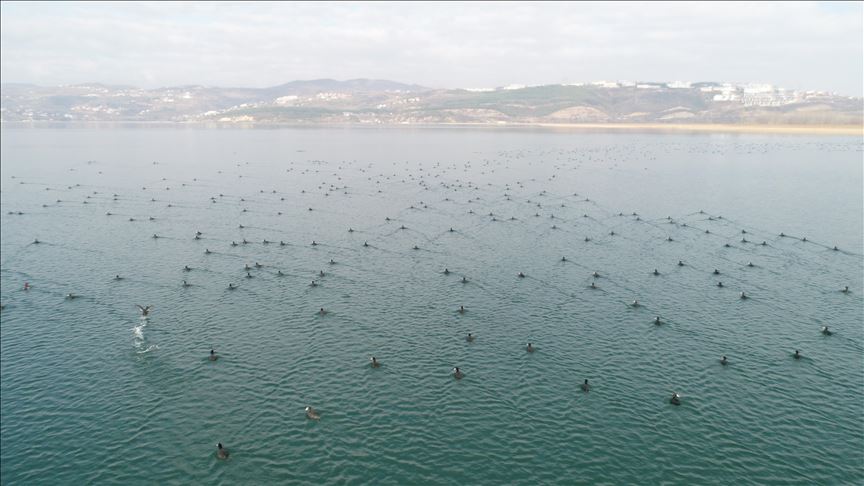 دریاچه ساپانجا؛ میزبان انواع پرندگان مهاجر