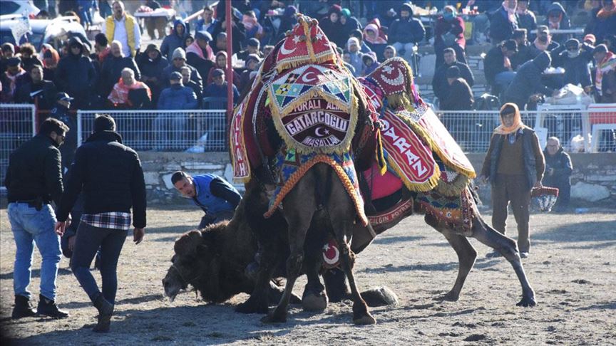 Muğla'daki deve güreşi festivaline yoğun ilgi 
