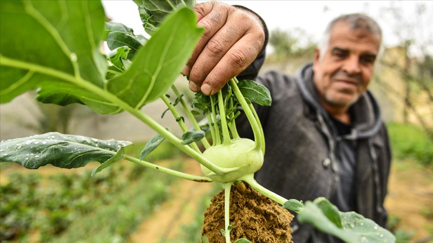 "الكولورابي"... نبتة علاجية تنجح زراعتها لأول مرة في غزة (تقرير)