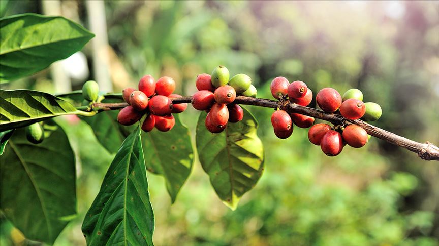 Antalya'da kahve ağacı yetiştirilecek