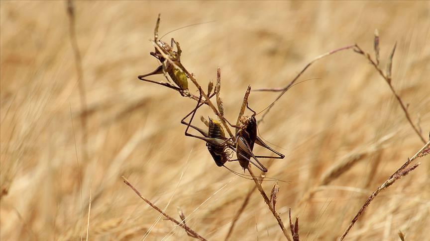 UN: Locusts threaten food security in East Africa