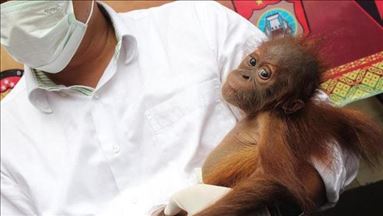 Pemerhati orangutan asal Jerman tutup usia