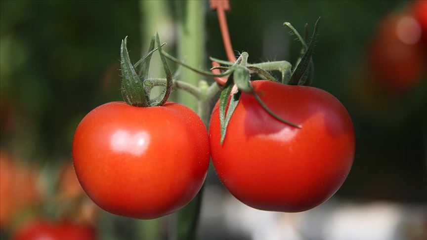 Rusya'ya domates ihracatı 2019'da yüzde 186 arttı 