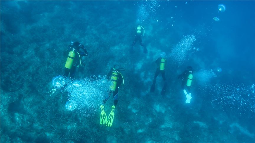 Programa de la FAO redujo la sobrepesca de atún ayudando a salvar tortugas y mamíferos marinos