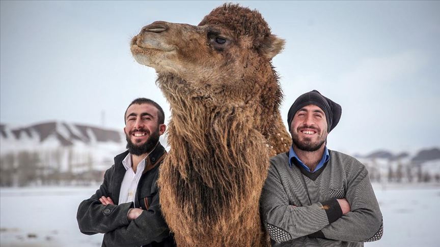 Çoban kardeşler kar üstünde şampiyon develer yetiştiriyor