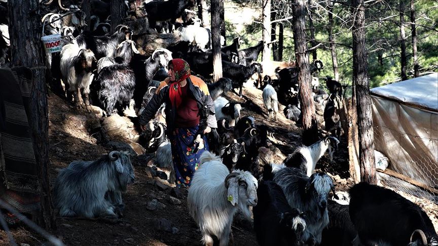 Sarıkeçili Yörükleri 'en değerli varlıklarını' depremzedeler için bağışladı