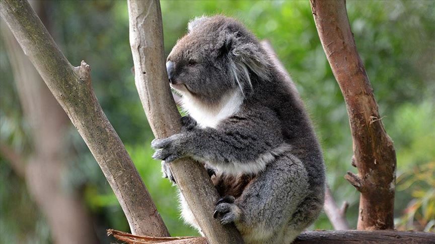 Australi, gjenden dhjetëra koala të ngordhura