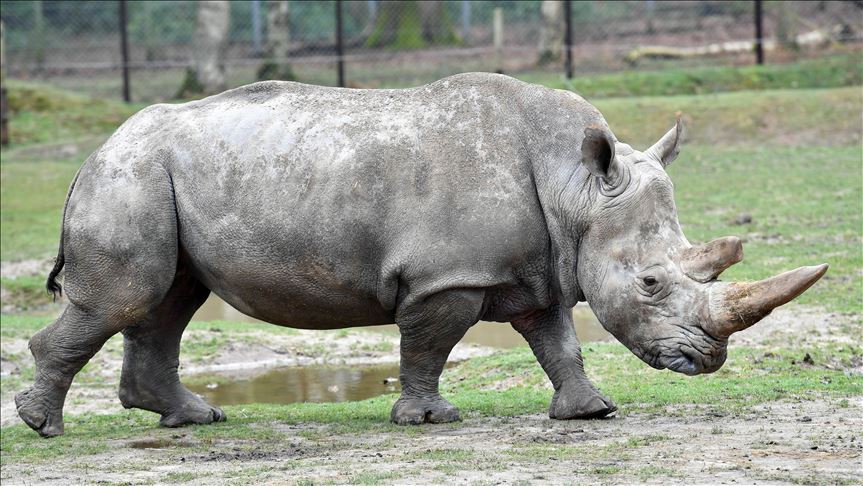 Caza furtiva de rinocerontes y elefantes disminuye en Sudáfrica