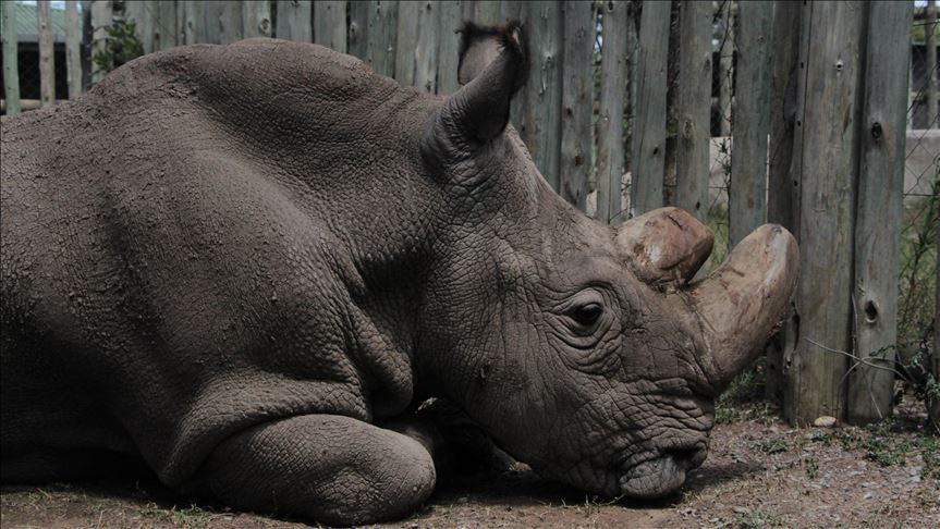 Rhino, elephant poaching declines in South Africa
