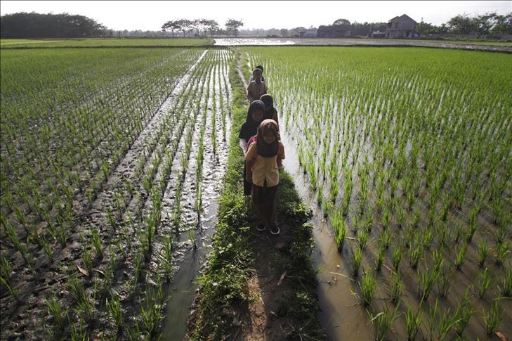 Luas lahan sawah pada 2019 sebanyak 7,46 juta hektare