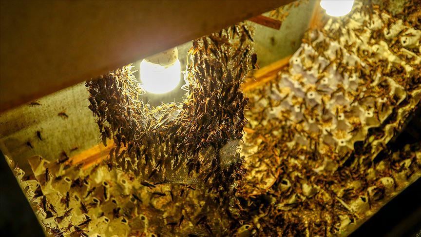 Turkish farm exports 1M grasshoppers annually