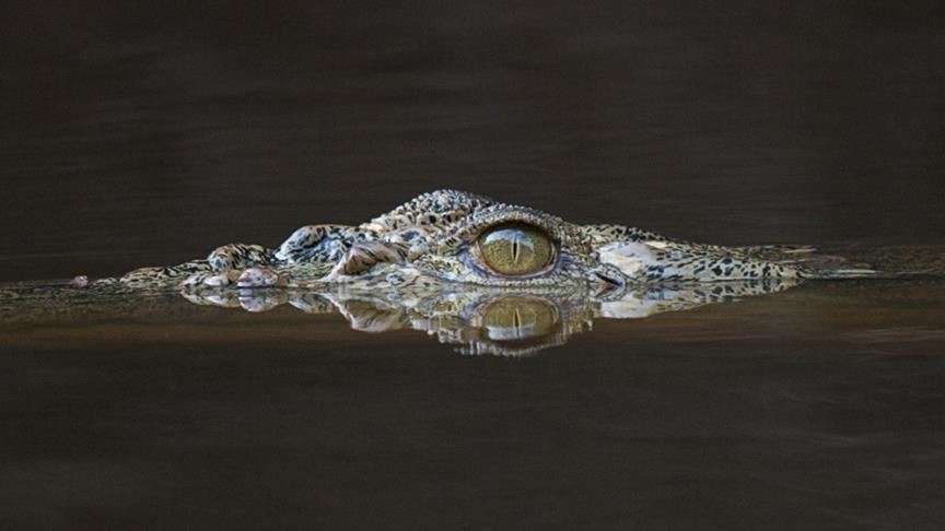 Kenya: Crocodile kills World Food Program official