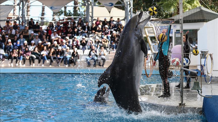 Indonesia larang pertunjukan lumba-lumba keliling