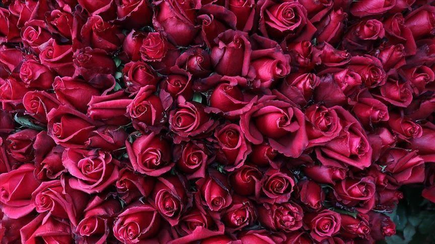 Turqia eksporton 60 milionë trëndafila para ditës së Shën Valentinit
