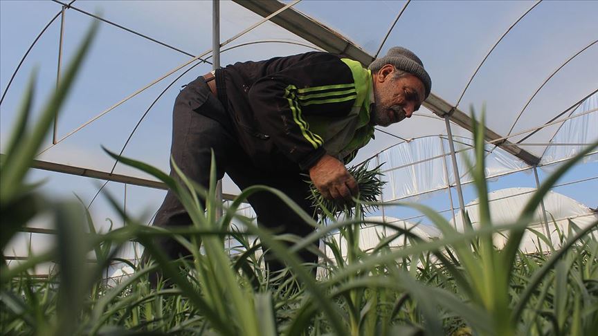 Tarım işçisiydi sera kurup çiçek üreticisi oldu