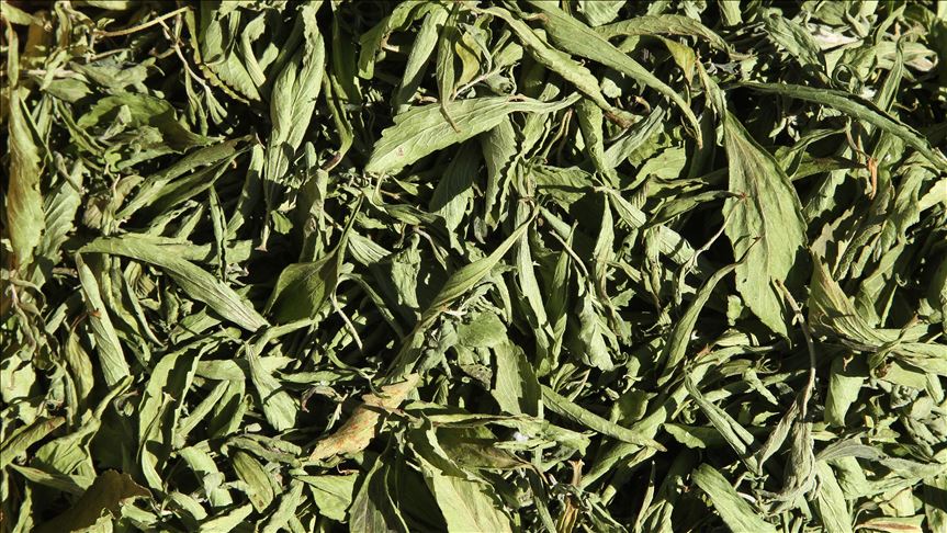 Perusahaan Malaysia kembangkan tanaman stevia di Sulawesi