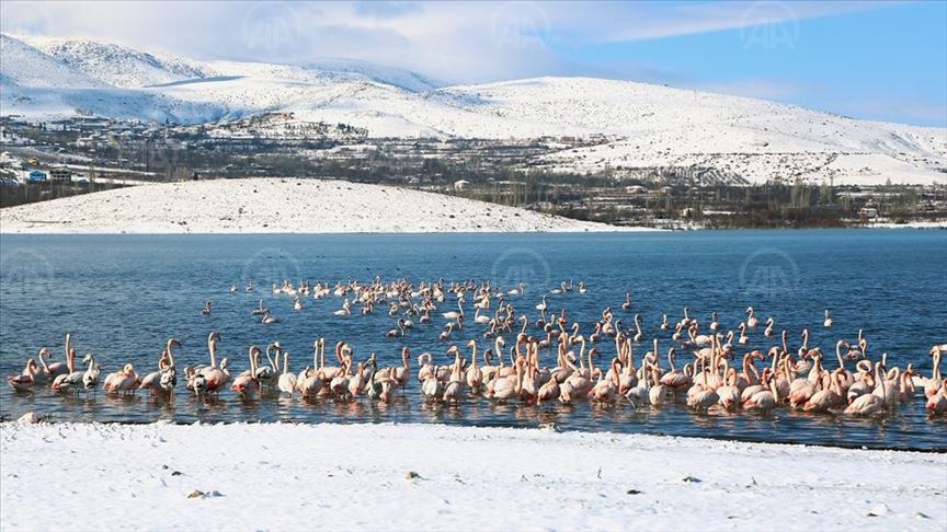 مرداربوونه‌وه‌ی 12 باڵندەی فلامینگۆ لە قۆنیا