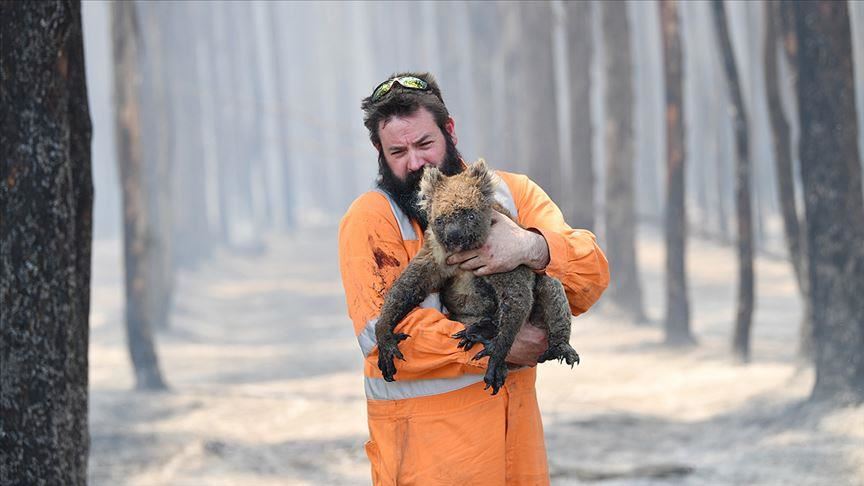 Zjarret në Australi, 113 lloje të gjallesave kanë nevojë për ndihmë urgjente