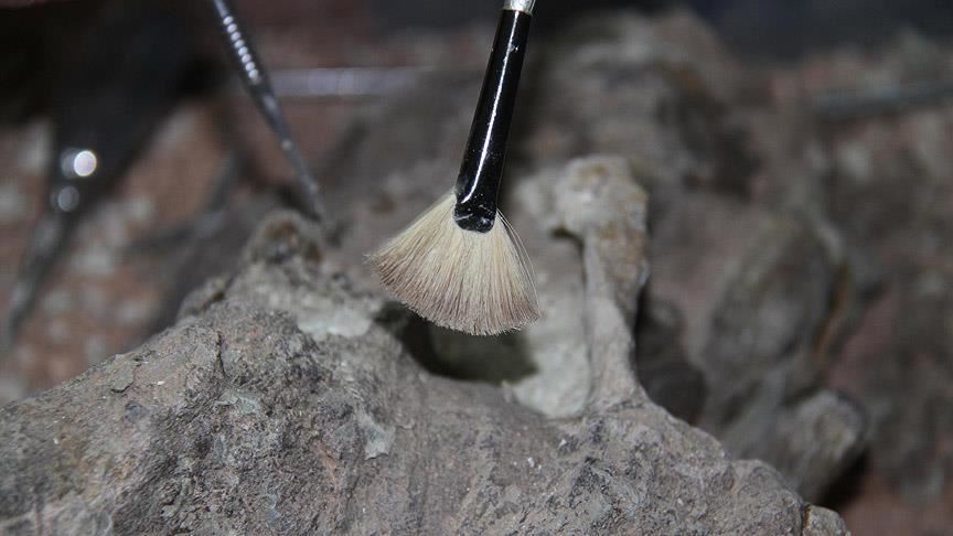 Во Јужна Америка пронајден фосил на желка со големина на автомобил