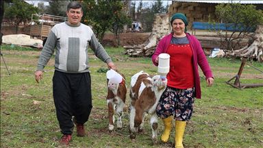 Valentine's Day calf helps Turkish woman start farm