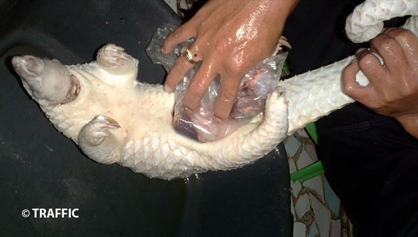 Pangolins still under global threat in 2020