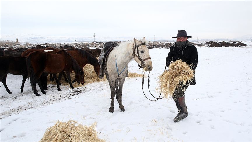 Doğa fotoğrafçılarının tutkusu olan yılkı atlarını elleriyle besliyor