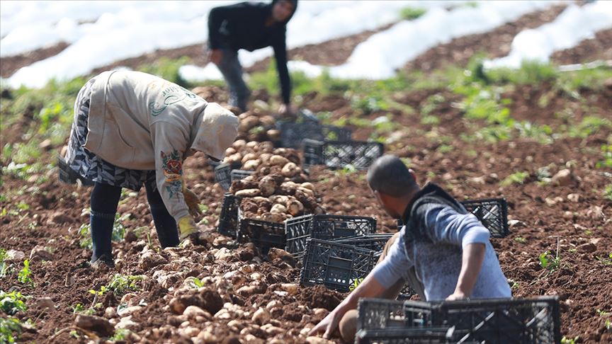 بعد منع التصدير... إسرائيل تضرب الزراعة الفلسطينية في مقتل (تقرير)