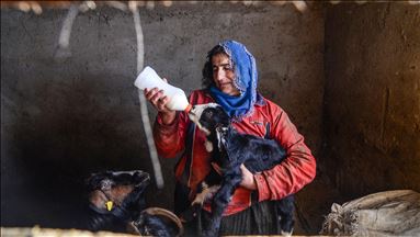 Mîna çavê xwe miqateyî berx û karên ku mizgîniya biharê ne dibin