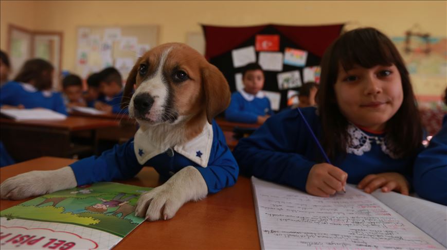 Psić “učenik“ osnovne škole u Turskoj