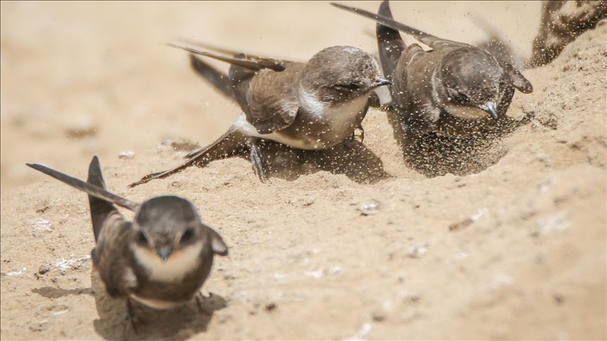 Indonesia registra 21 nuevas especies de aves