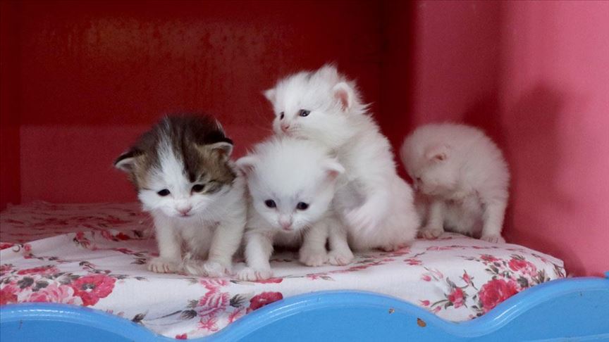 Van kedileri 2020'nin ilk yavrularını dünyaya getirdi