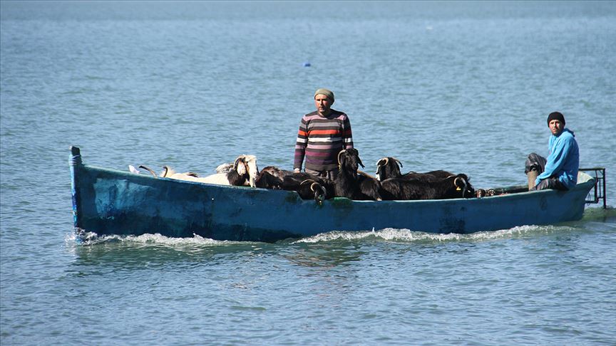 Keçilerin göl üzerinde balıkçı tekneleriyle dönüş yolculuğu  