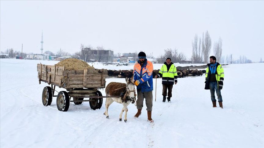 Besiciler hayvanları için kar üstünde kızak ve eşek arabasıyla yem taşıyor 