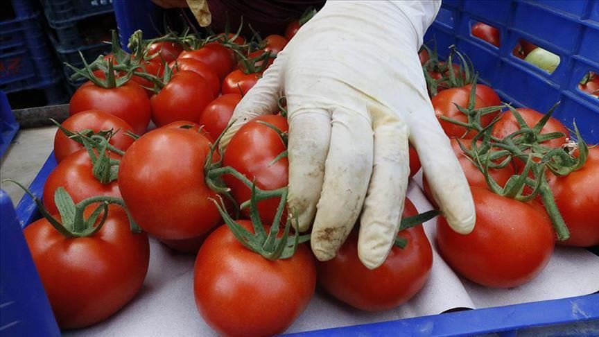 Россия увеличила квоту на ввоз томатов из Турции