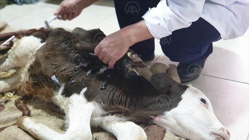 Newborn calf with six limbs undergoes surgery in Turkey