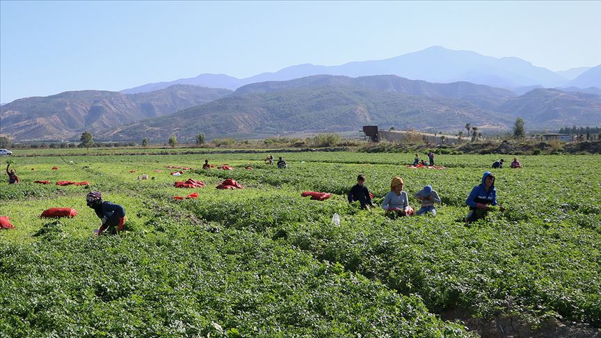Tarım işçisinin günlük ücreti arttı
