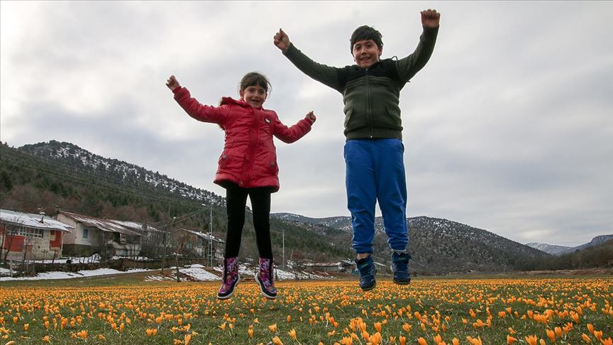Sarı çiğdemlerle bezenen Barlı Yaylası görenleri büyülüyor