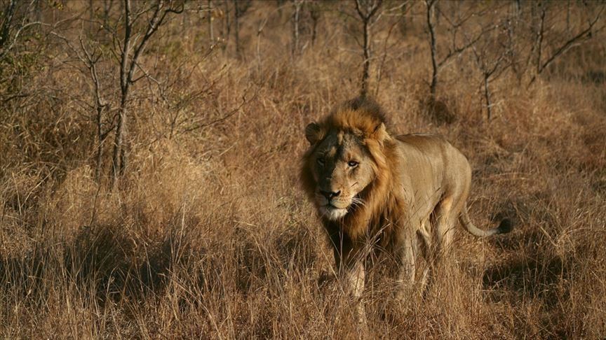 Zimbabwe’s wildlife, people endanger one another