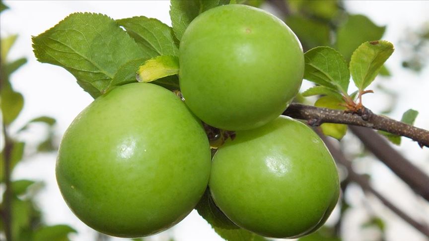 Antalya Toptanci Halinde Yesil Erigin Kilosu 750 Lira