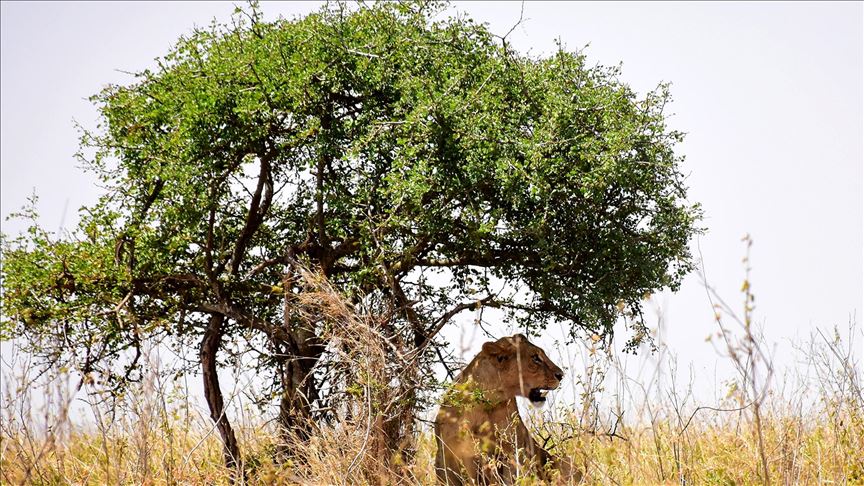La pérdida de vida silvestre puede desatar un colapso en el ecosistema